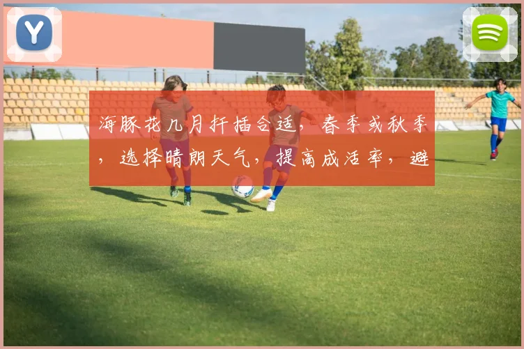 海豚花几月扦插合适，春季或秋季，选择晴朗天气，提高成活率，避免高温和强光。